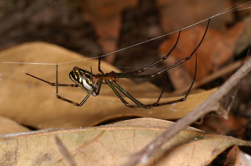 Leucage_granulata_D7705_Z_89_The Gap_Australie.jpg